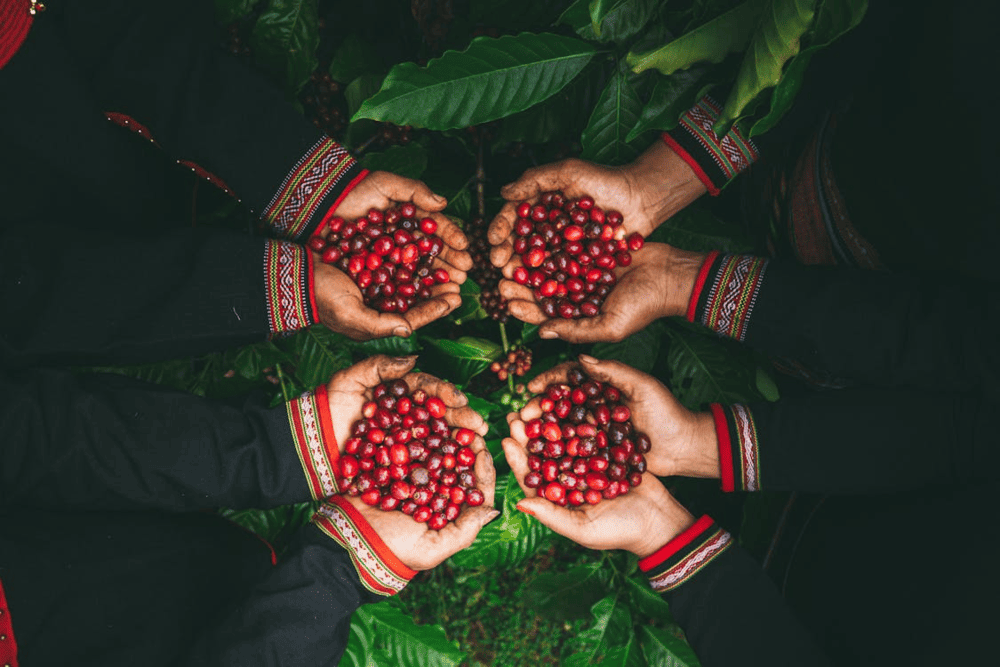 Vietnam ranks second worldwide in coffee production, with robusta beans making up the bulk of its output (Source: Pexels)
